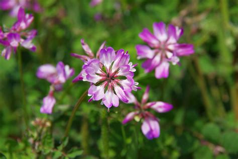 Milkvetch Poisoning In Horses Symptoms Causes Diagnosis Treatment