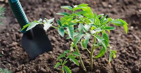 When And How To Start Planting Tomatoes Complete Explanation