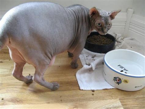 Miss Yogi The Overweight Hairless Cat Just Feeling A Little