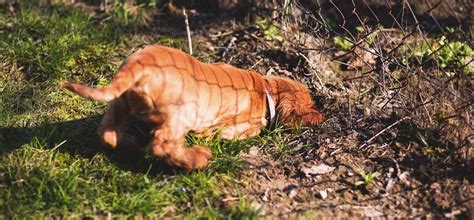 Humans can exploit this behavior to stop puppy nipping and teach your pup how much mouthing is acceptable. Ways To Stop Your Puppy From Biting | Mypetzilla