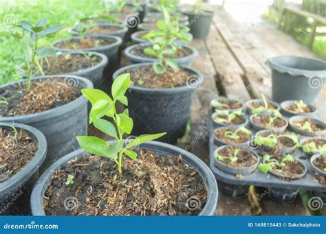 Lemon Tree Sprouts In Pots In The Garden Stock Image Image Of