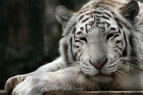 Weisser Tiger Foto And Bild Tiere Wildlife Tiere Bilder Auf Fotocommunity