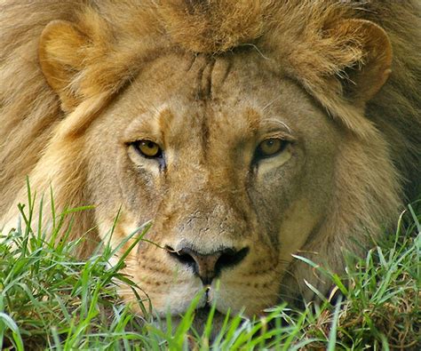 animals face Lion - Animals Other HD Desktop Wallpaper