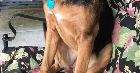 Coonhound German Shepherd Mix Temperament Size Adoption Lifespan Price