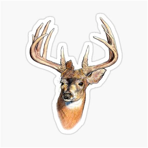 Hunting Whitetail Freak Decal Sticker Hunting Archery Deer Buck