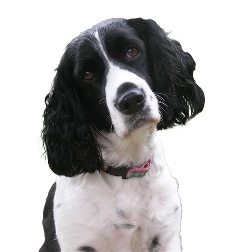 About Springers - English Springer Rescue America