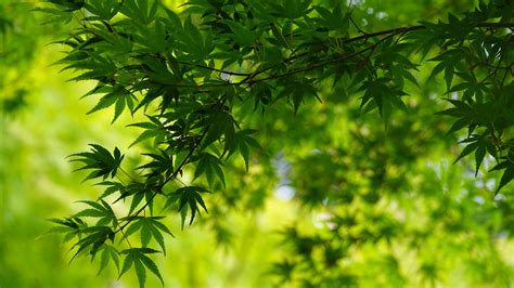 Top 500 Hd Background Green Tree Designs In The World Free Download