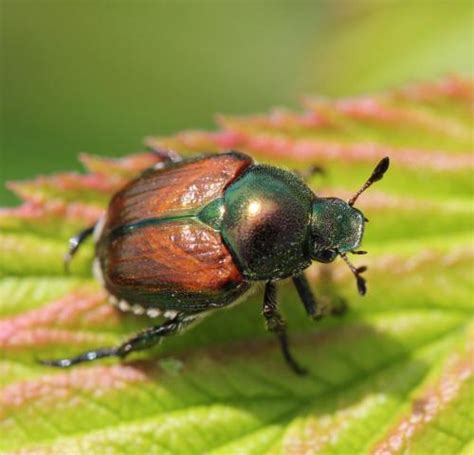 Japanese Beetles Get A Slow Start To 2019 Integrated Crop Management