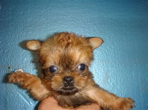 yorkie and brussels griffon mix pups brussels griffon yorkshire