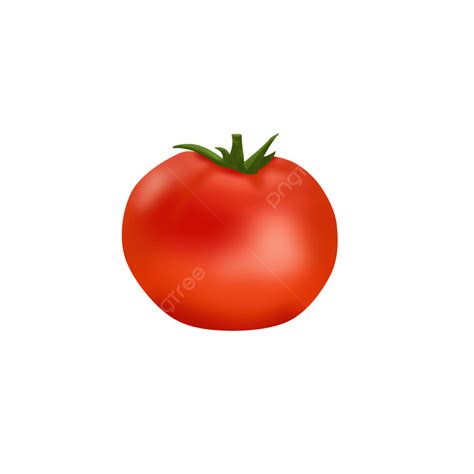 Tomat Png Image Gambar Ilustrasi Tomat Ilustrasi Tomat Sayur Png