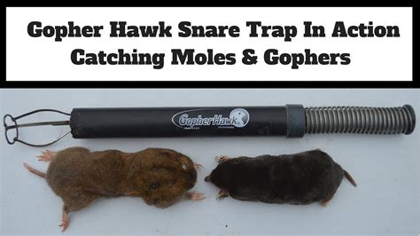 Proven Techniques For Easy Gopher And Mole Trapping