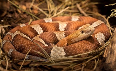 Copperhead On A Pile Of Leaves