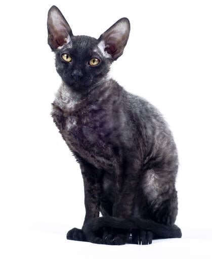 Cornish Rex Katten