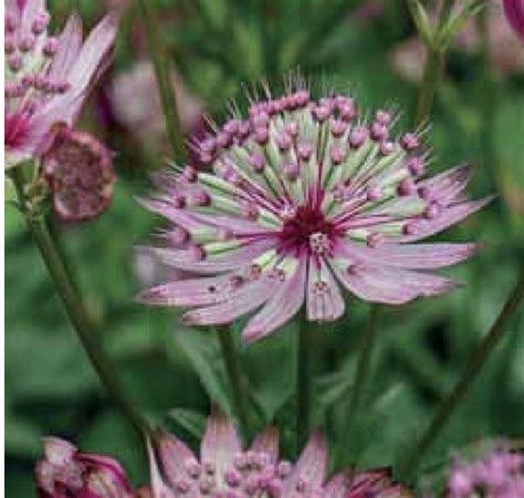 Astrantia Major ‘sparkling Stars Pink Secret Garden Growers
