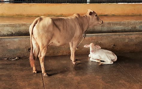 Konkan Kapila Cattle Goa Maharastra India Native