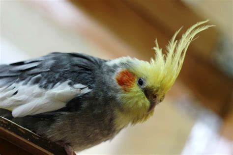 8 Most Popular Companion Birds As Pets