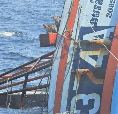 Navy Sailors Rescue Four Cats From Burning Ship Lovecats World