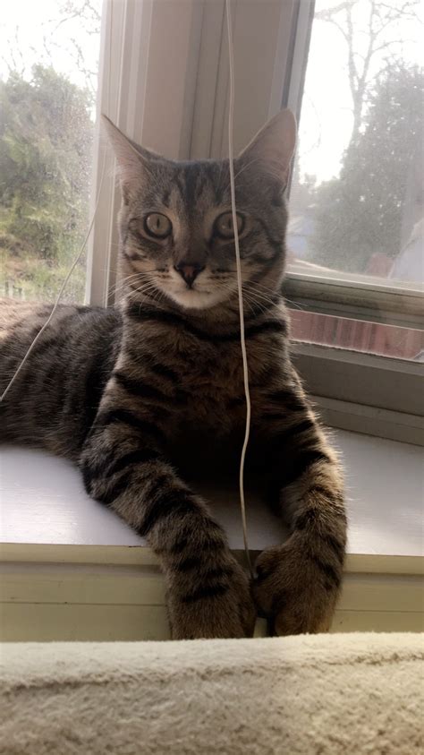He definitely looks like a bengal with bengal traits. Bengal/tabby Mix??? | TheCatSite