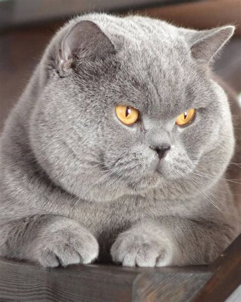 Grey British Shorthair Kitten British Shorthair