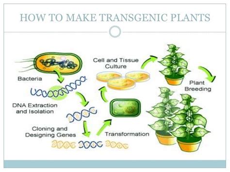 Transgenic Food