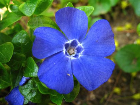 How To Grow Periwinkle Plants