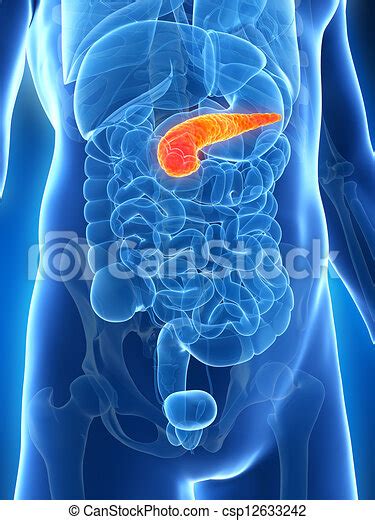Drawing Of Highlighted Male Pancreas 3d Rendered Illustration Of The
