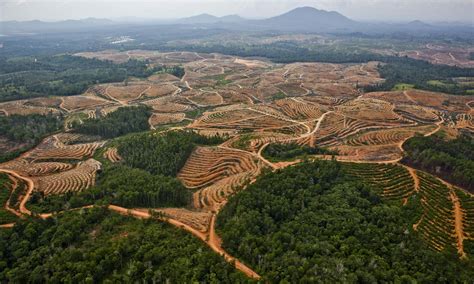 Deforestation Of Kalimantan Rainforest In Pictures Environment