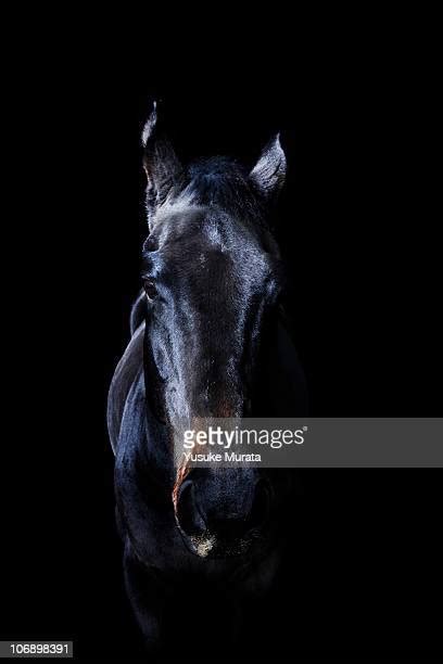 Japanese Horses Fotografías E Imágenes De Stock Getty Images