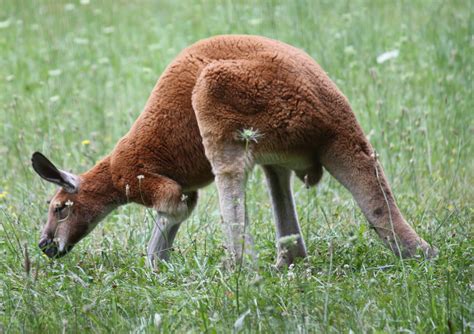 Filered Kangaroo 001 Wikimedia Commons