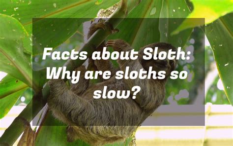 Facts About Sloth Why Are Sloths So Slow