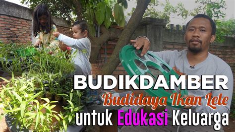 Cara budidaya belut dengan terpal. Cara Budidaya Ikan Lele di Ember #Budikdamber - YouTube