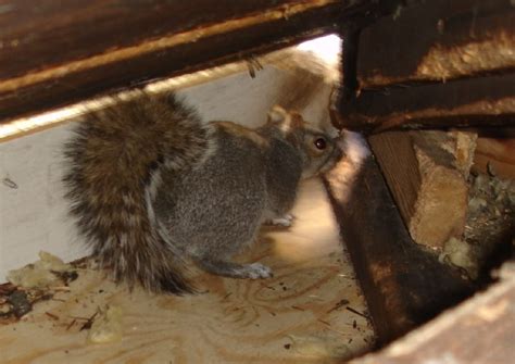 Squirrels In Attic And How To Get Rid Of Them Squirrelcontrolca