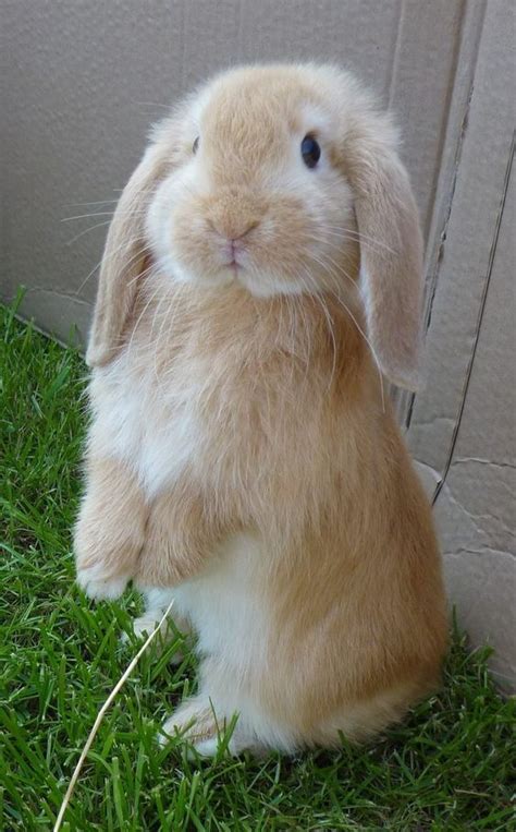 Holland Lop Rabbit Informationpictureshistory And Health Cute
