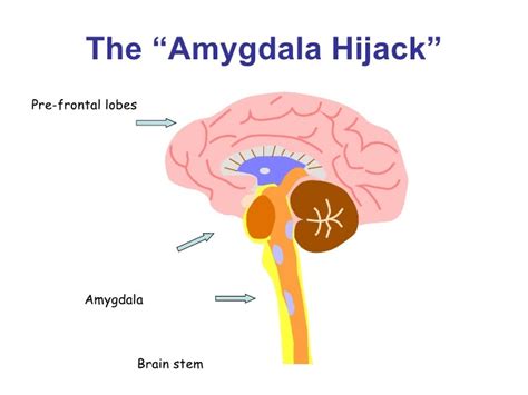 Important Stuff Amygdala Hijack Becoming A Parasite Matt Belair