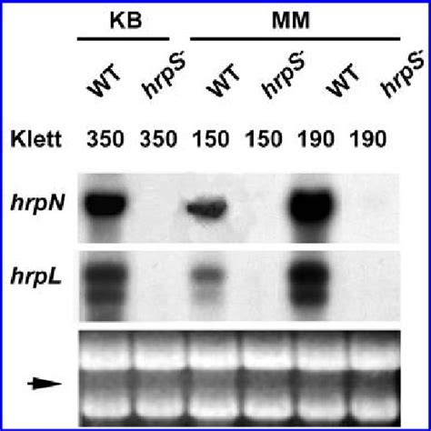 Northern Blot Analysis Of Hrpn And Hrpl Transcript Levels In Erwinia