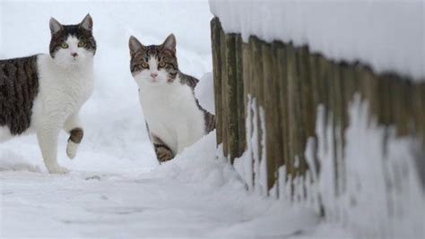 Lets Talk About Keeping Cats Safe During Winter Storms Cattime 子猫 猫 雪