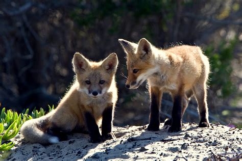 Red Fox Cubs Wildlife Photography Photo 24060263 Fanpop