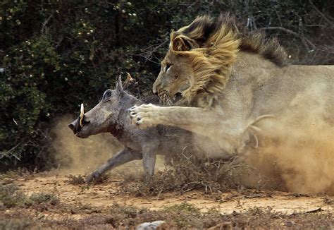 Photographer Captures Warthogs Epic Clash With A Lion Predator Vs