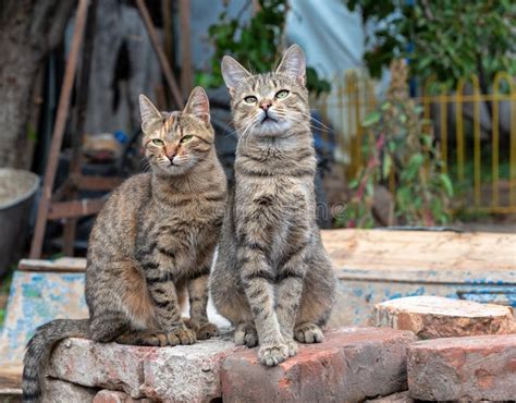 Two Stray Tabby Cats Sitting On Bricks Stock Image Image Of Summer