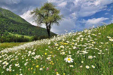 Free Image On Pixabay Nature Landscape Meadow Flowers Landscape