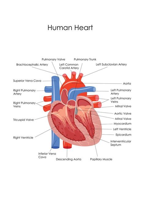 Circulatory System Anatomy Chart Poster Laminated A Quality The