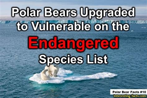 Polar Bear Facts 10 Interesting Facts About Polar Bears Interesting