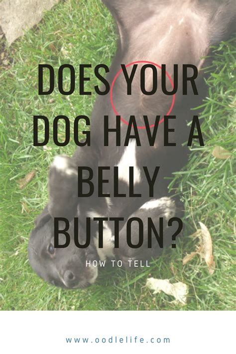 Do Puppies Have A Belly Button