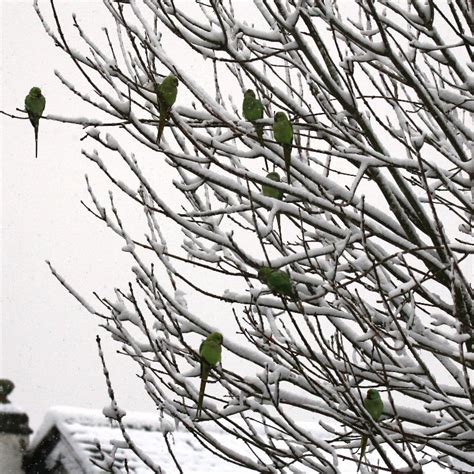 Ring Necked Parakeets In The Snow
