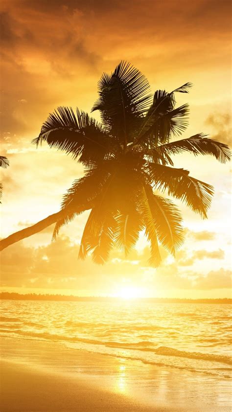 Beautiful Sunrise Beach View With Slanting Coconut Trees 4k Hd Beach