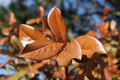 Außerdem ist der richtige pflanztermin wichtig und das pflanzen selbst. Frostschäden bei Kirschlorbeer - Der Service Gärtner ...
