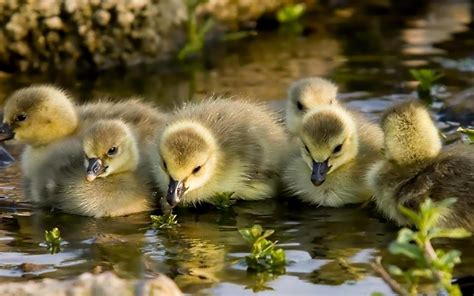 Baby Spring Chicks Wallpapers Wallpaper Cave