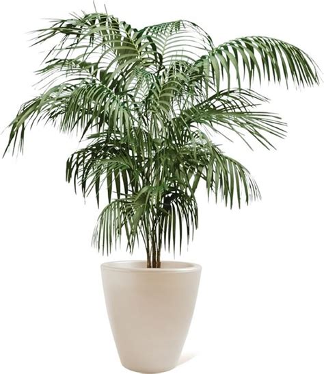 Butterfly Potted Palm The Beach Is Calling In 2019 Indoor Palm