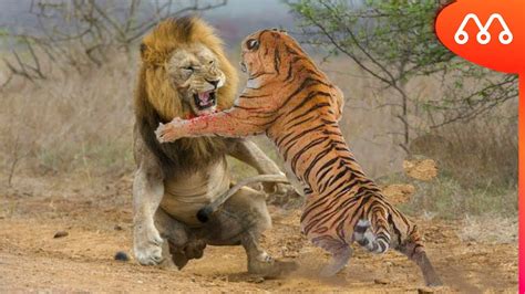 LeÃo Vs Tigre Quem Vence Essa Luta Maiores Do Mundo Lion Vs Tiger