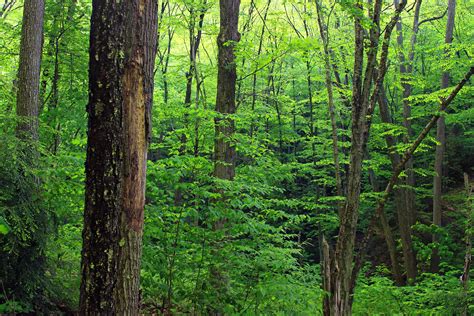 Free Picture Wood Nature Tree Leaf Landscape Oak Moss Grass Forest